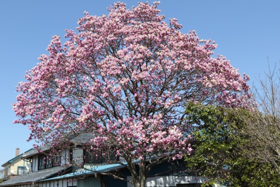 「鳥羽井地区の木蓮」