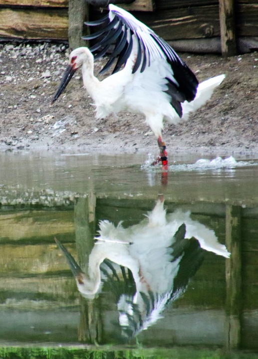 コウノトリ