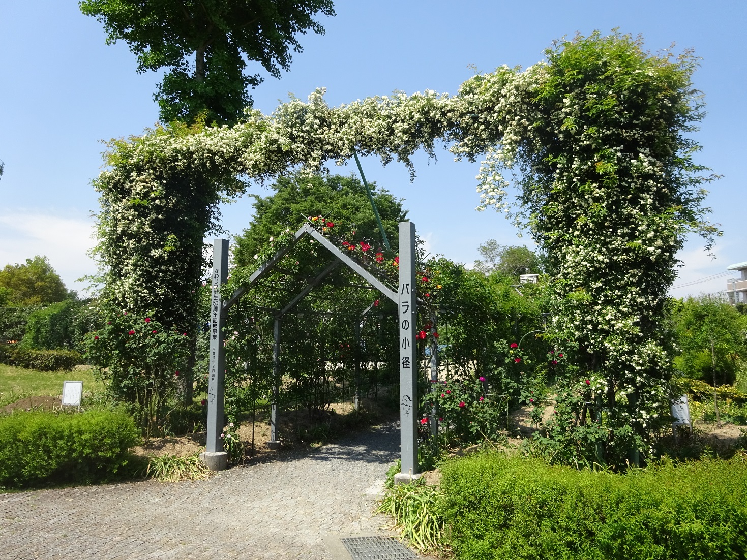 バラの写真
