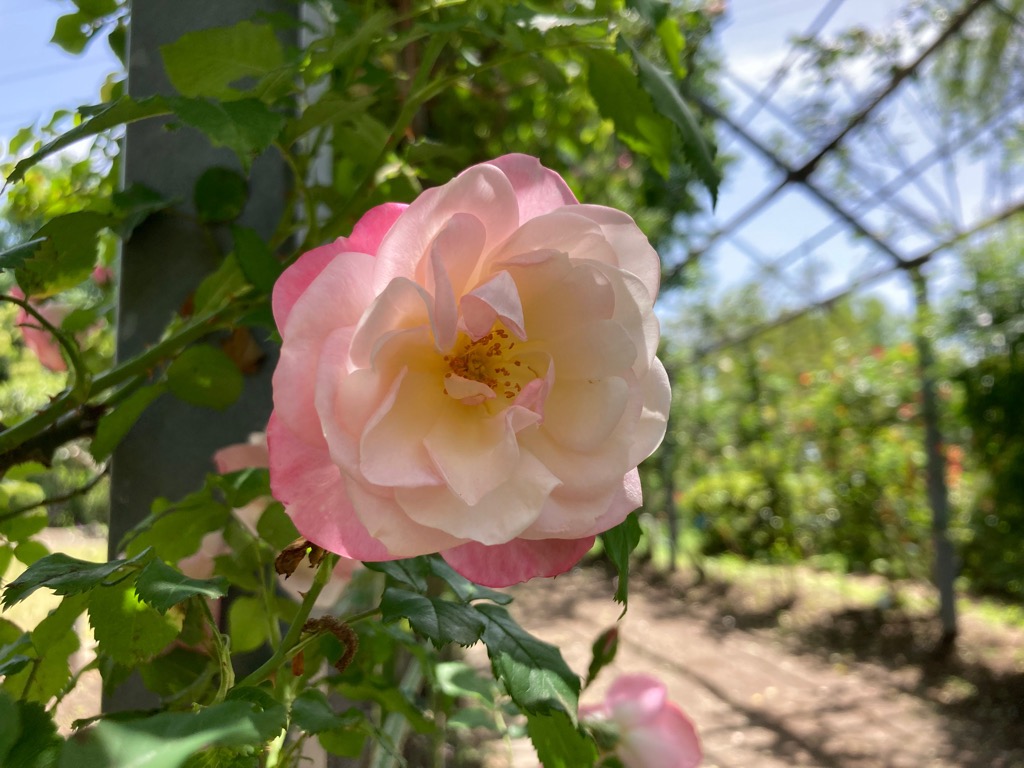 5月7日バラ写真