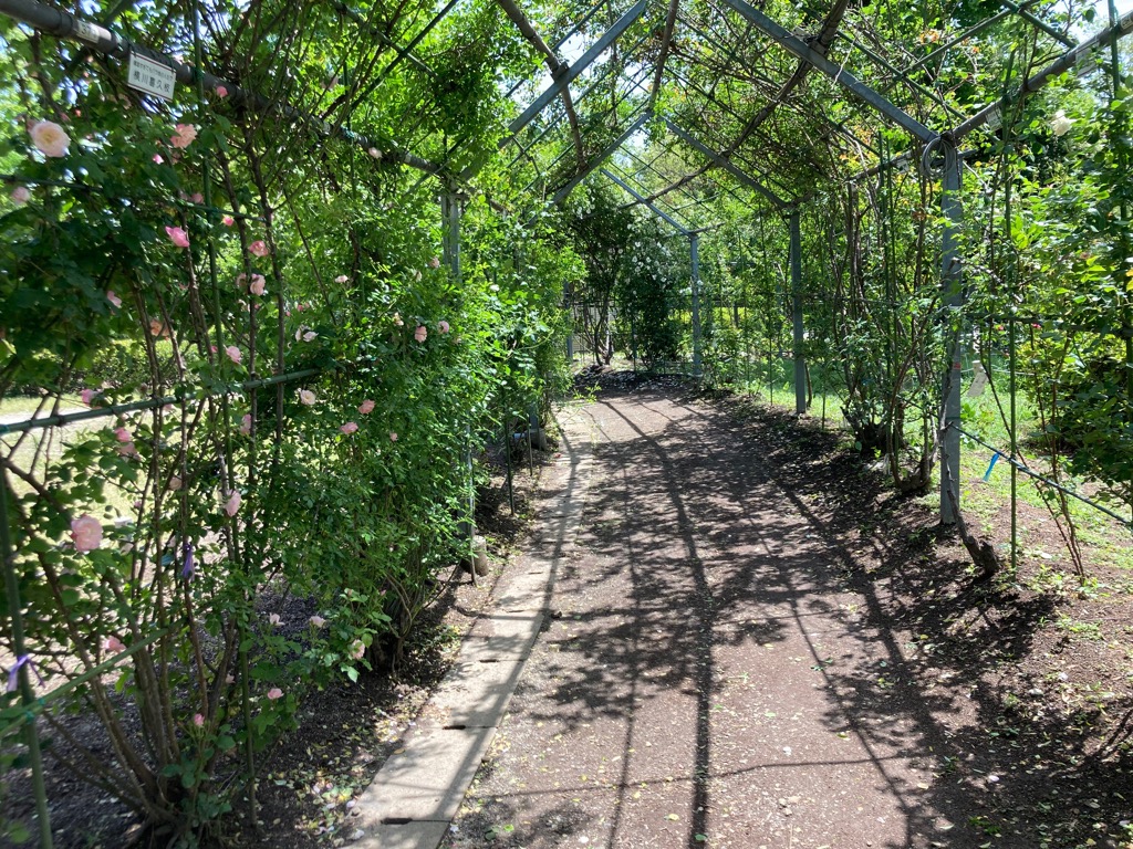 5月7日バラ写真