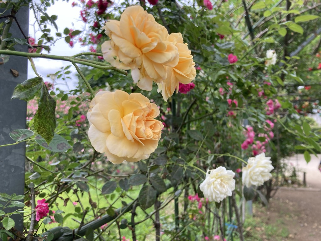 バラ開花写真