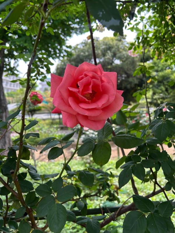 バラ開花状況写真