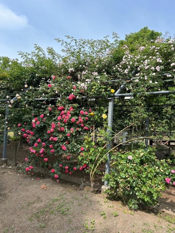 バラ開花状況写真
