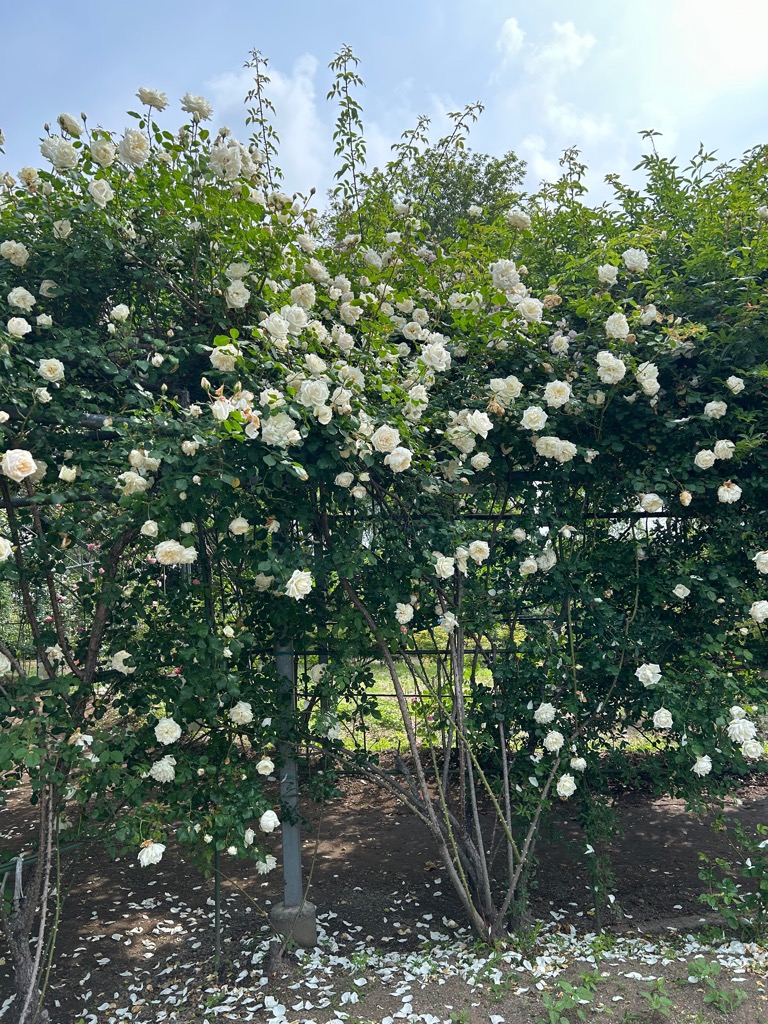2thepictureofroses