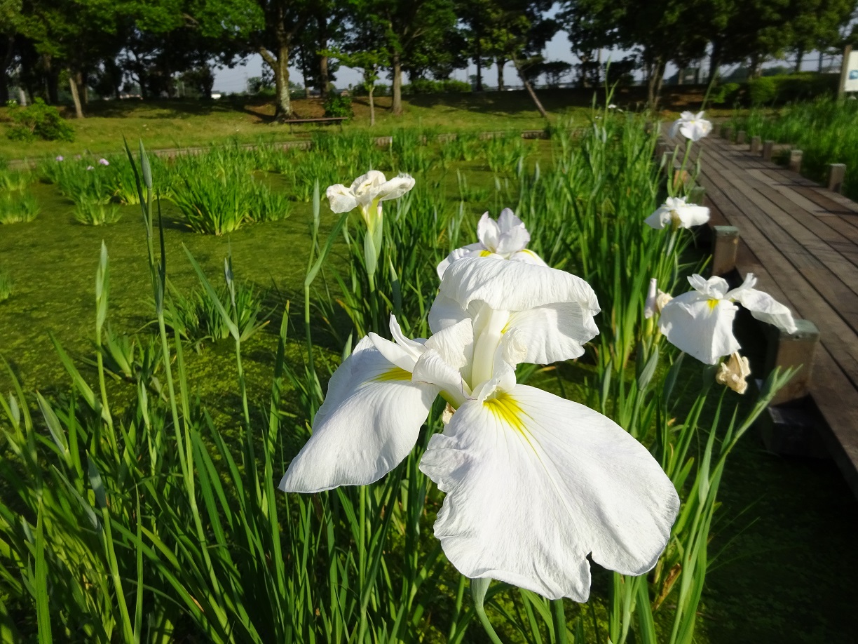 菖蒲の写真