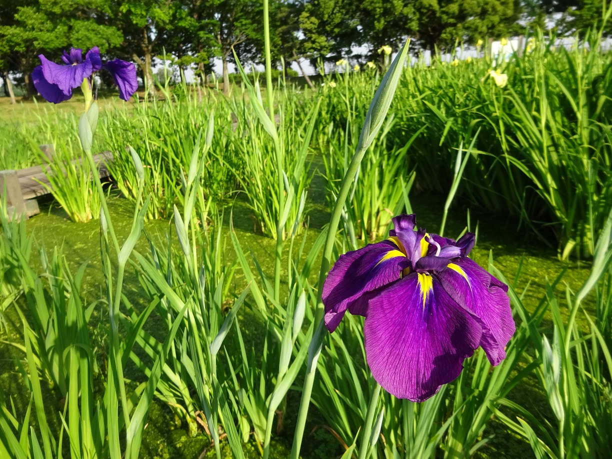 菖蒲の写真