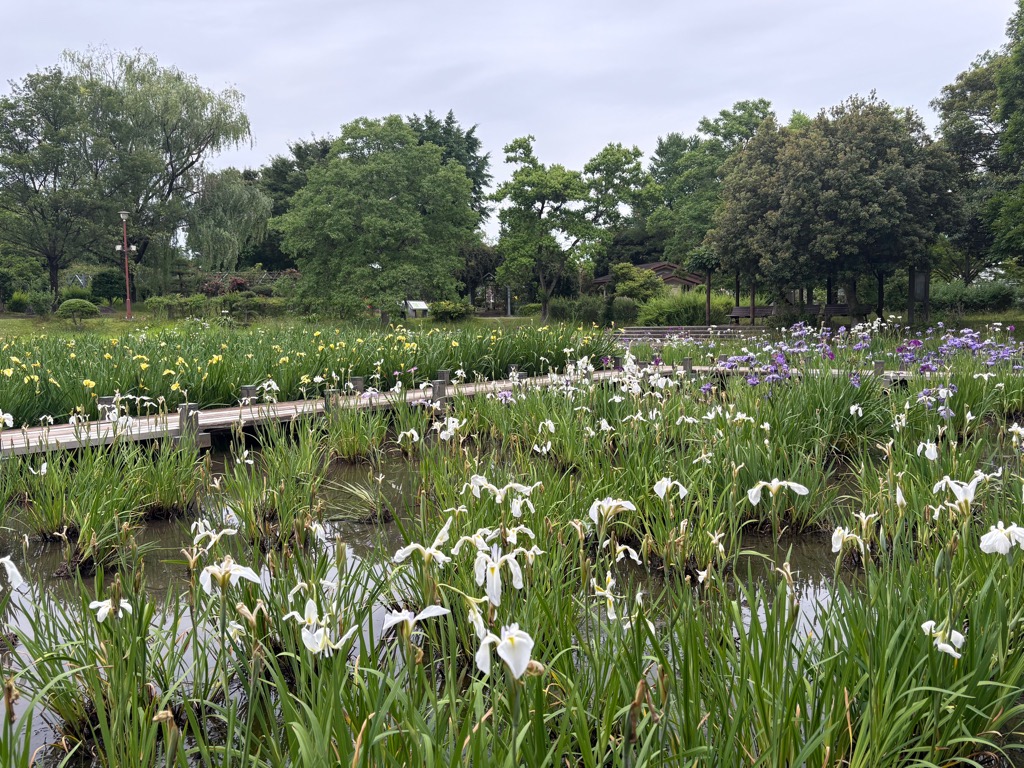 花しょうぶ写真