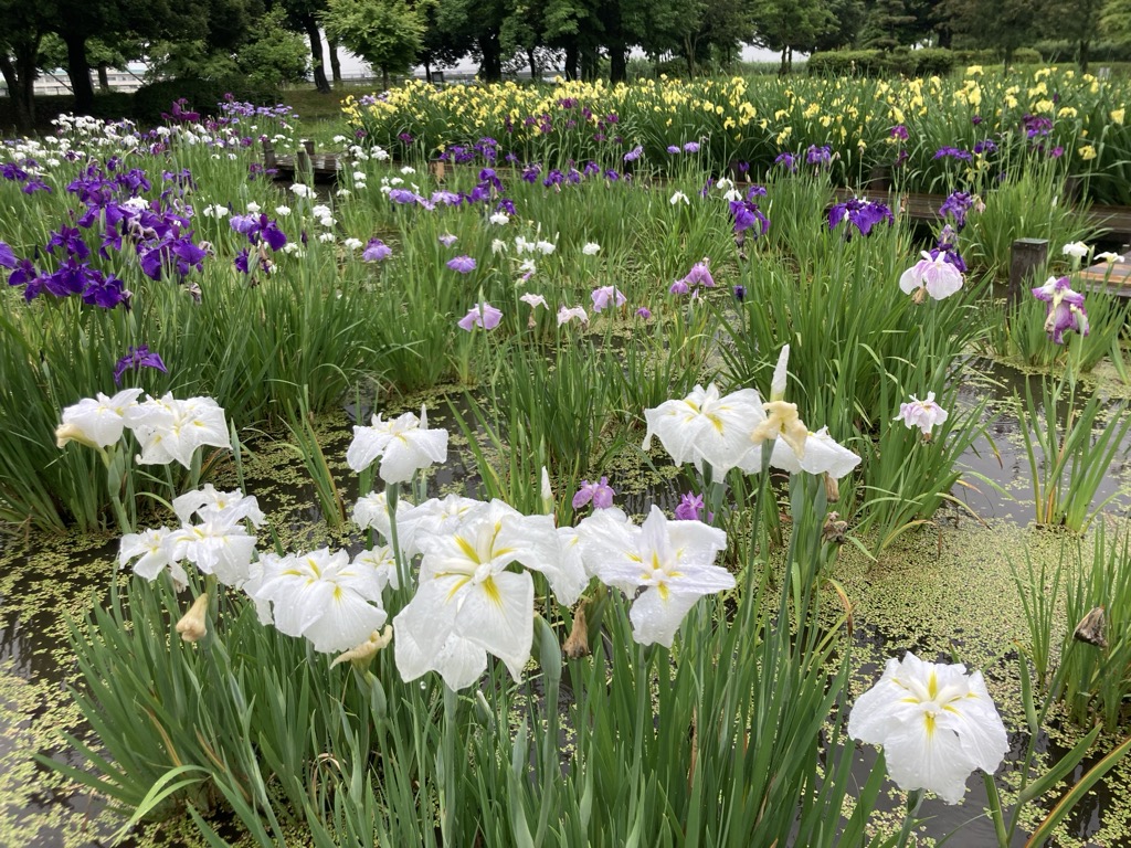 imageshobu