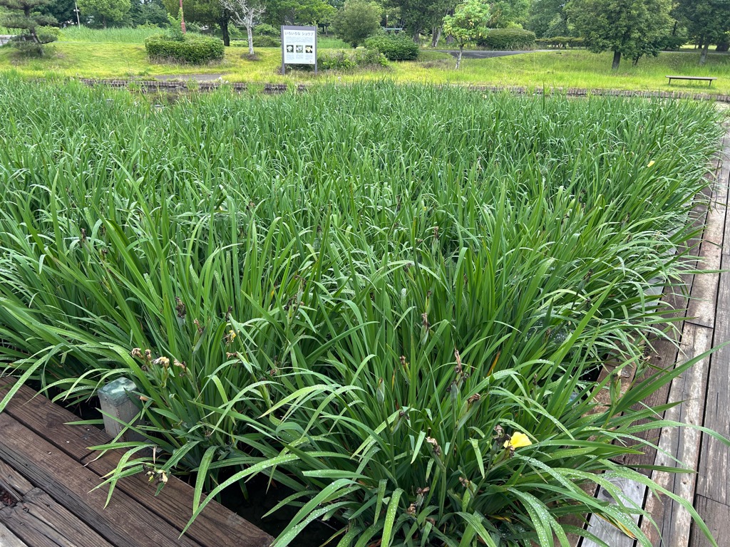 花しょうぶ開花状況0617