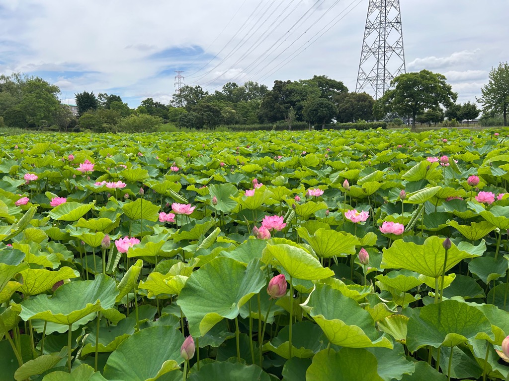 古代ハス開花状況