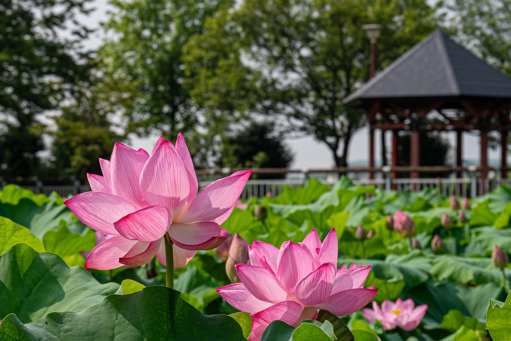 古代ハス開花状況
