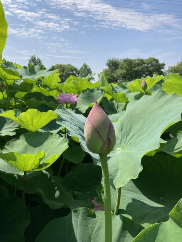 6月30日ハス写真