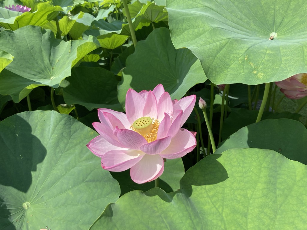 6月30日ハス写真