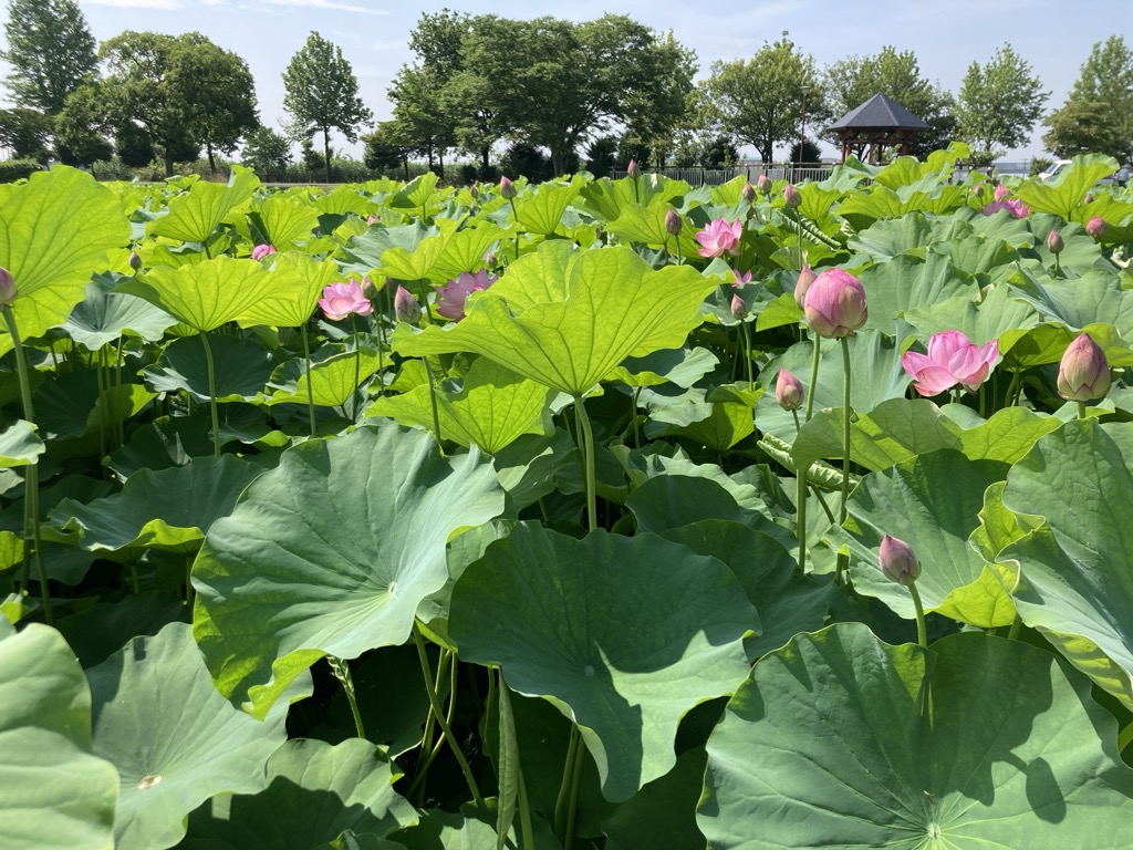 6月30日ハス写真