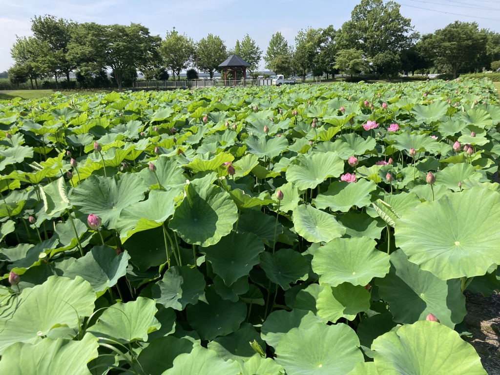 6月30日ハス写真
