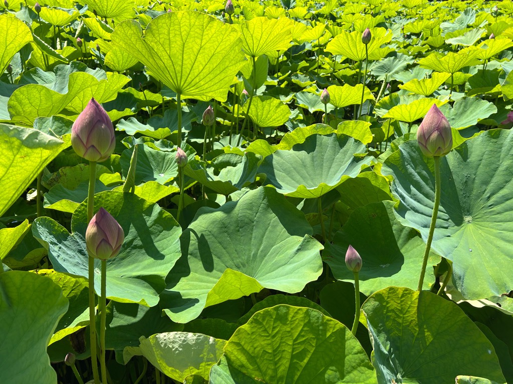 古代ハス開花状況