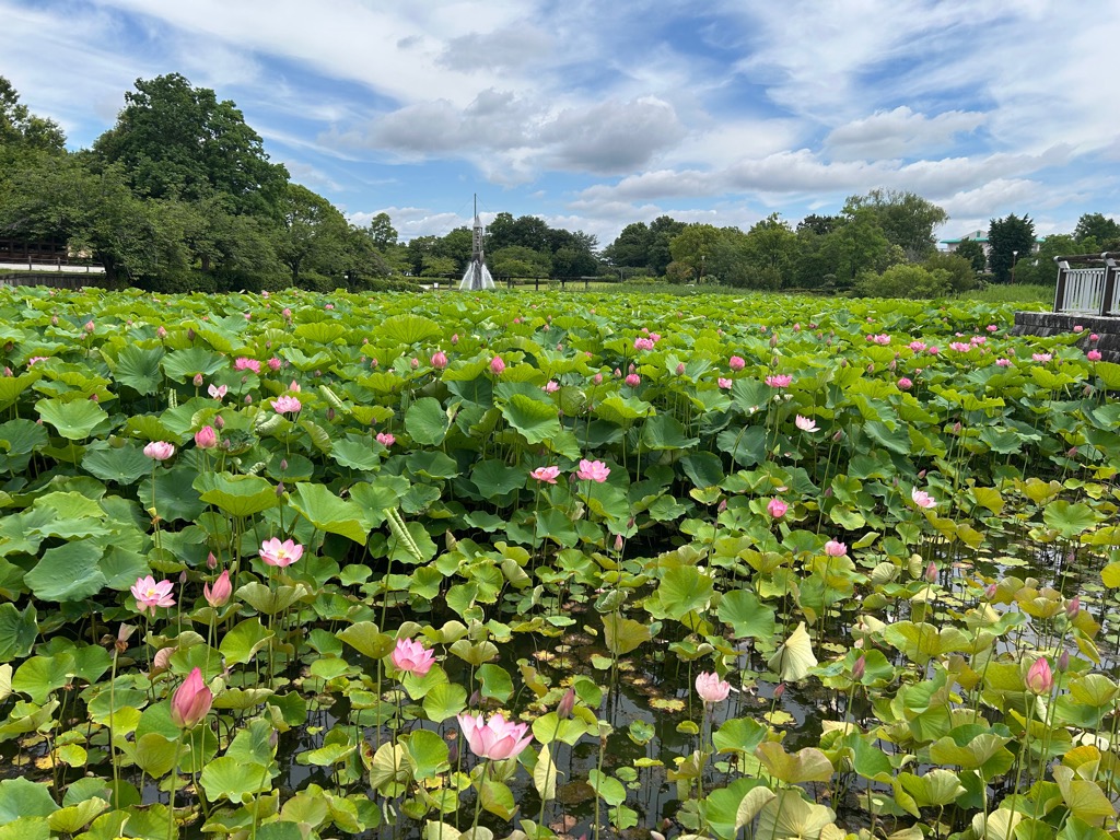 ハスの開花情報/ 川島町