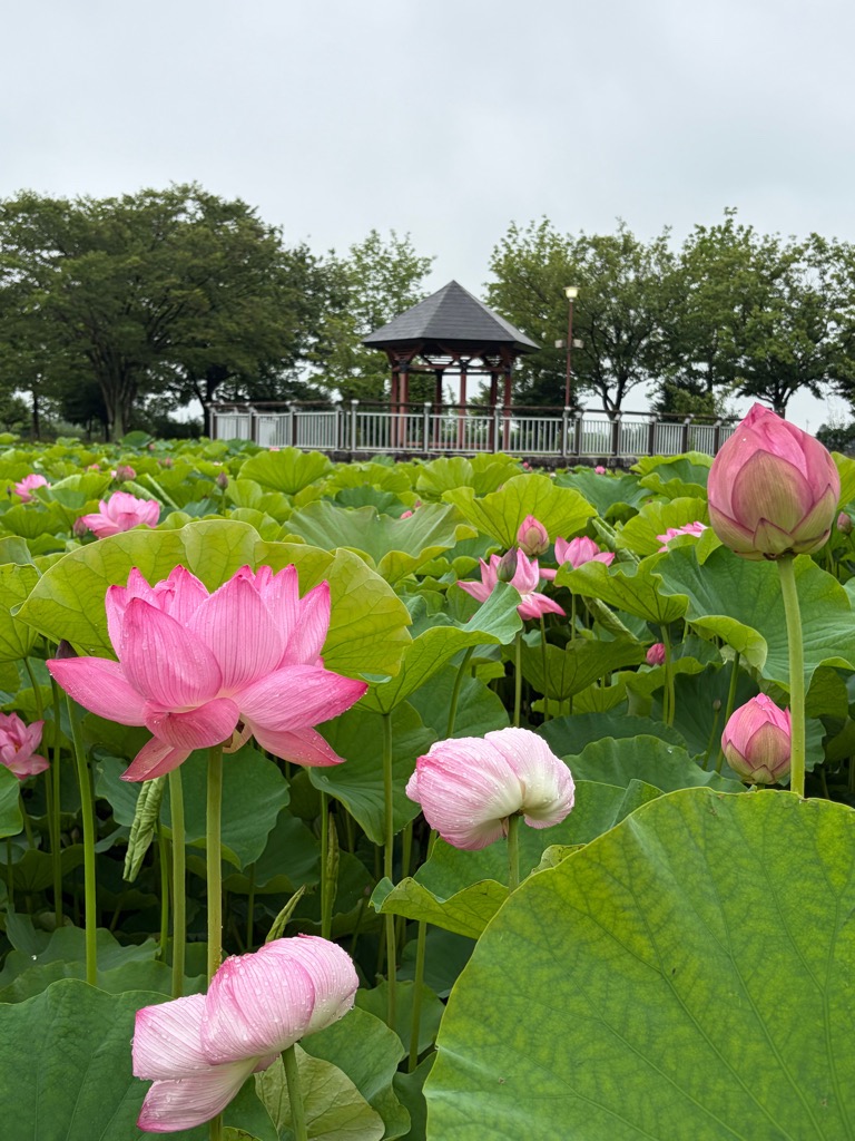 古代ハス開花状況