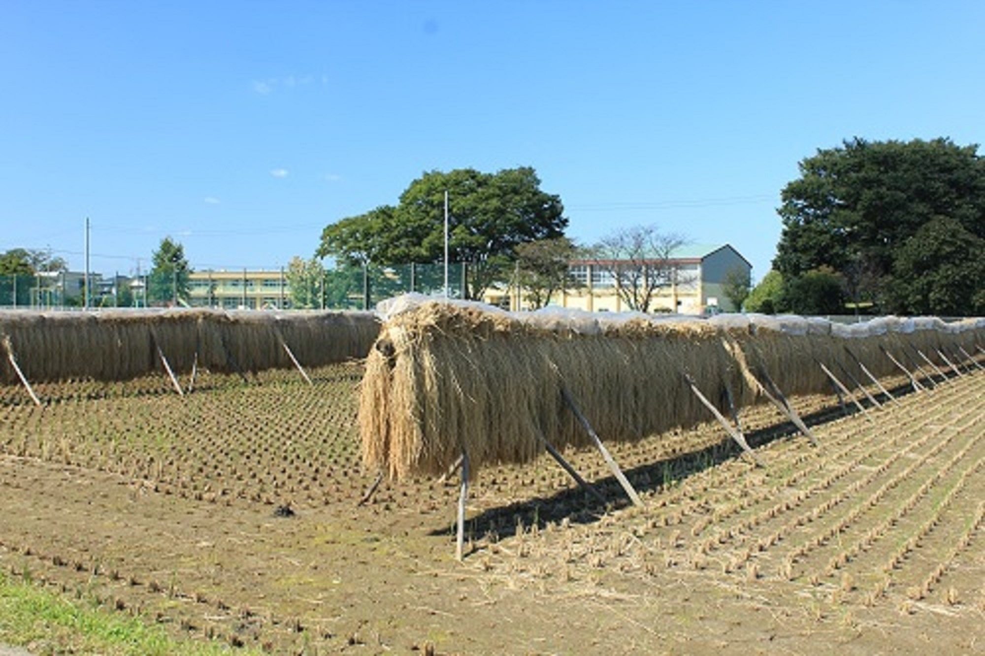 小見野小学校稲刈り