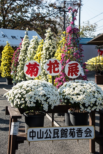 八幡フラットピア菊花展