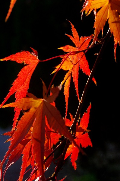 紅葉（大字中山地内）