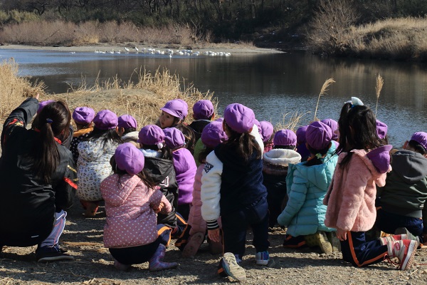 みふじ幼稚園園児の白鳥見学