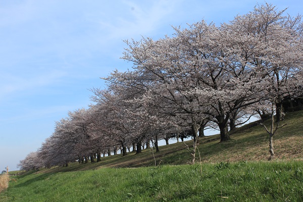 川島さくら堤