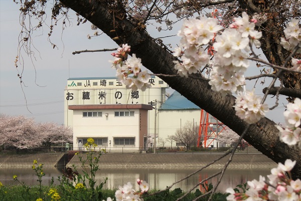 土地改良区付近の満開の桜