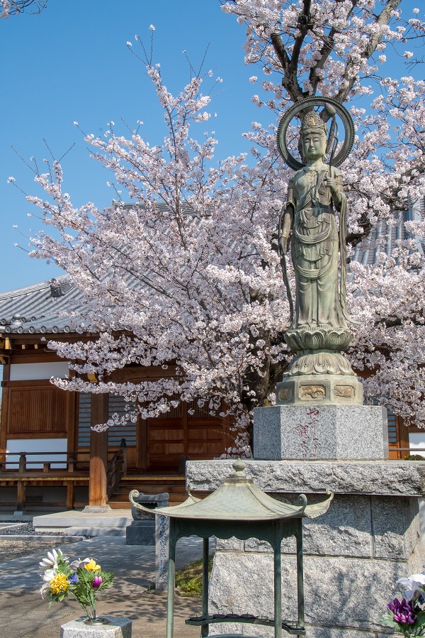 中山金剛寺の桜