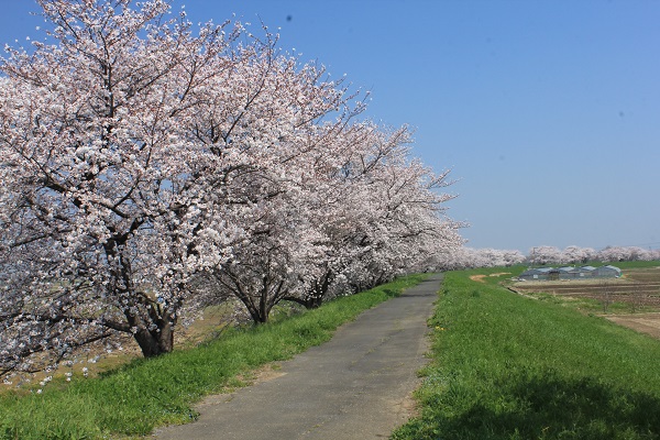 梅ノ木の桜堤