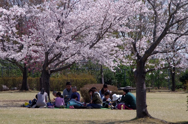 平成の森公園でお花見