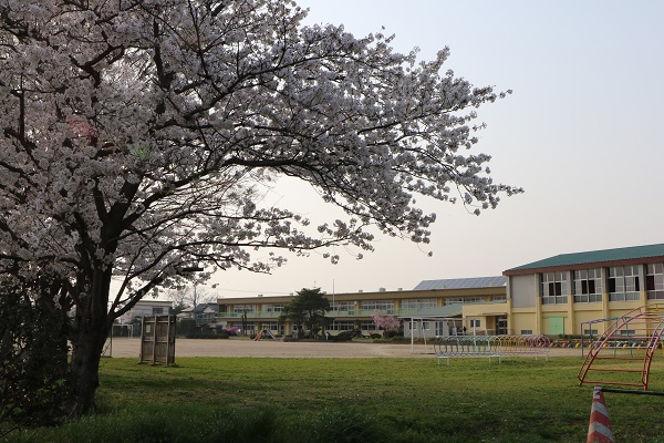 小見野小学校の桜