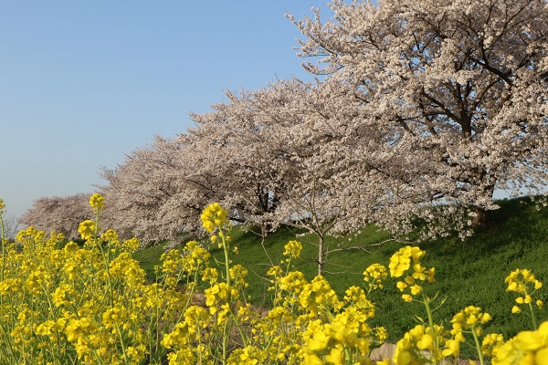 桜と菜の花