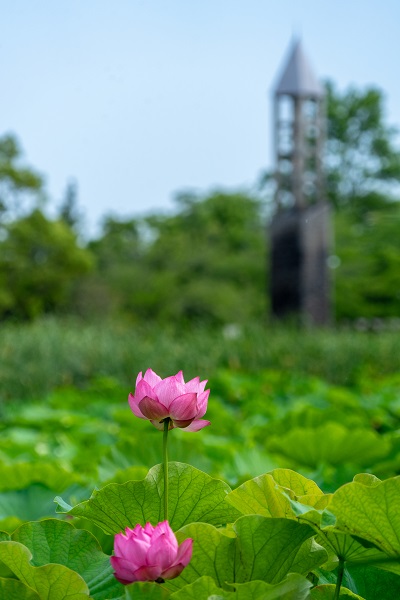 平成の森公園ハス