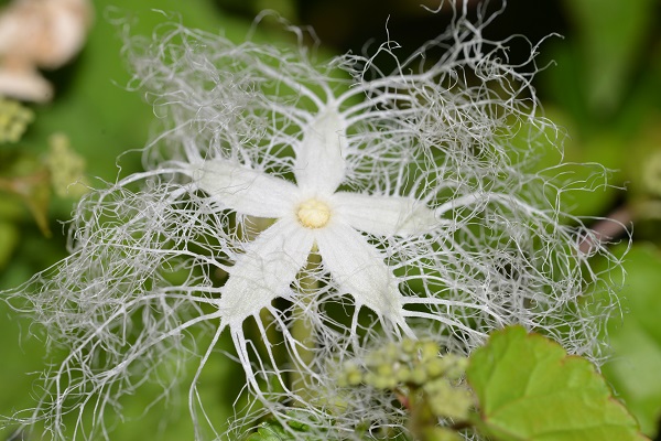 カラスウリの花