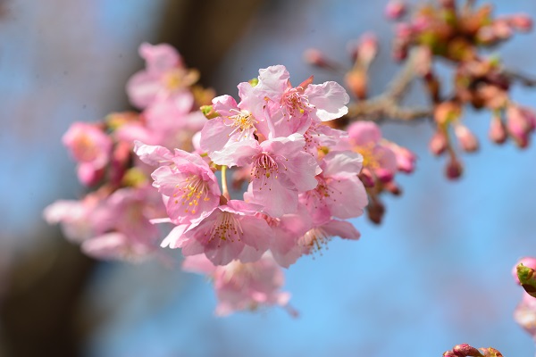 河津桜