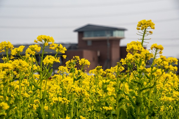 菜の花畑