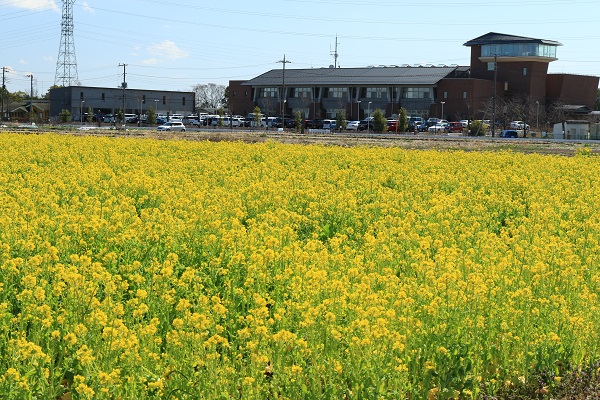 菜の花畑