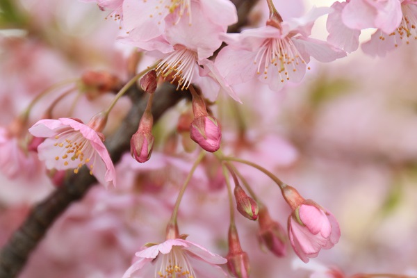 河津桜