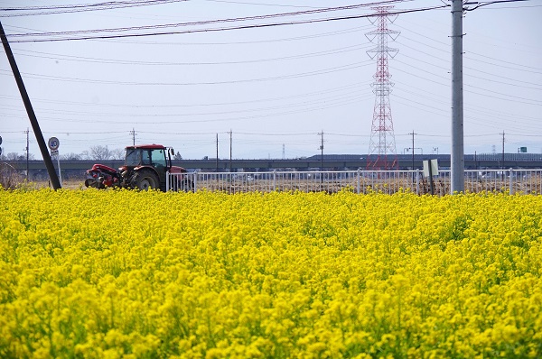 菜の花畑