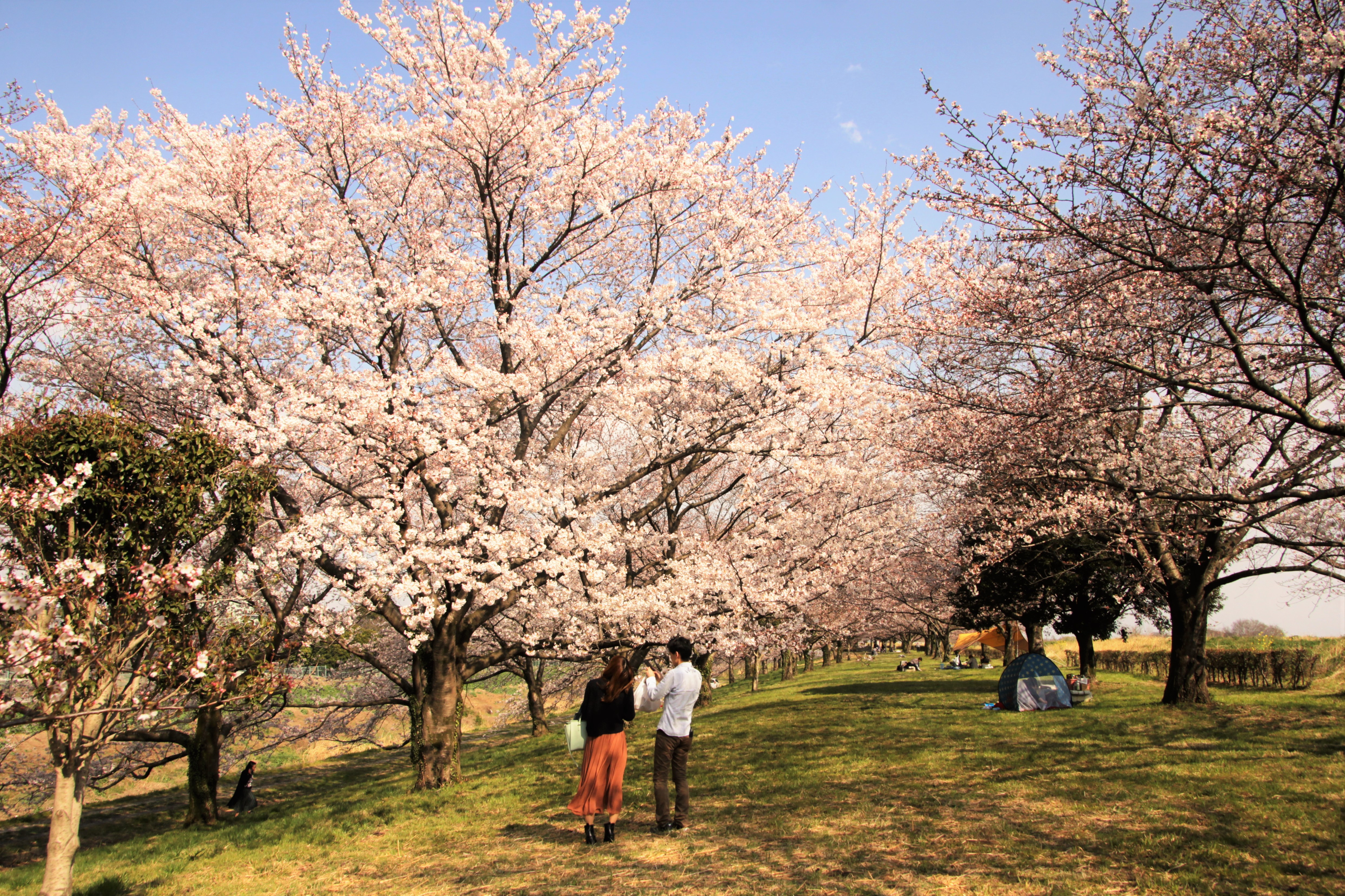 出丸桜堤