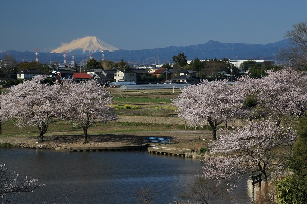 桜と富士山