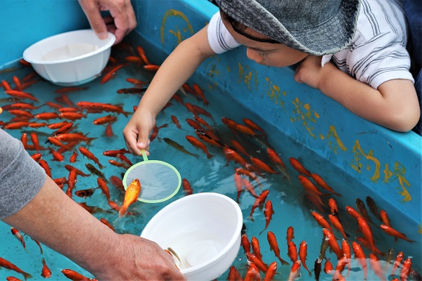 金魚すくい