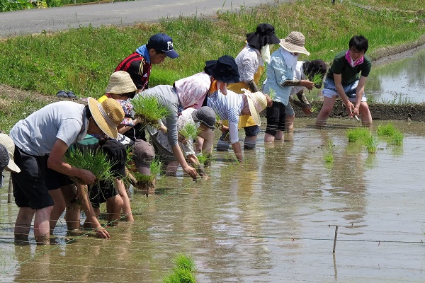 田植え(白井沼)