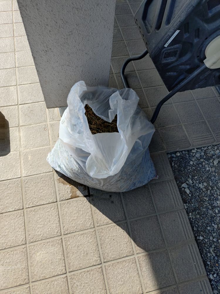 7日目