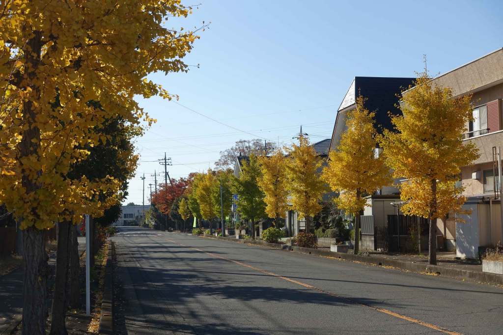 八幡団地の銀杏