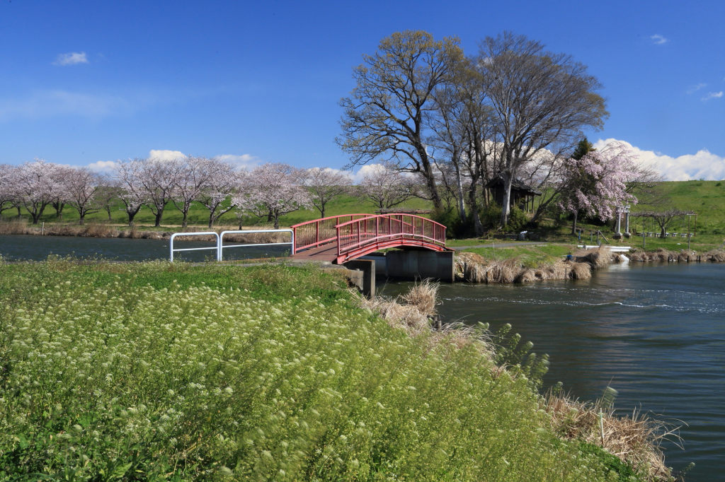 川島の桜