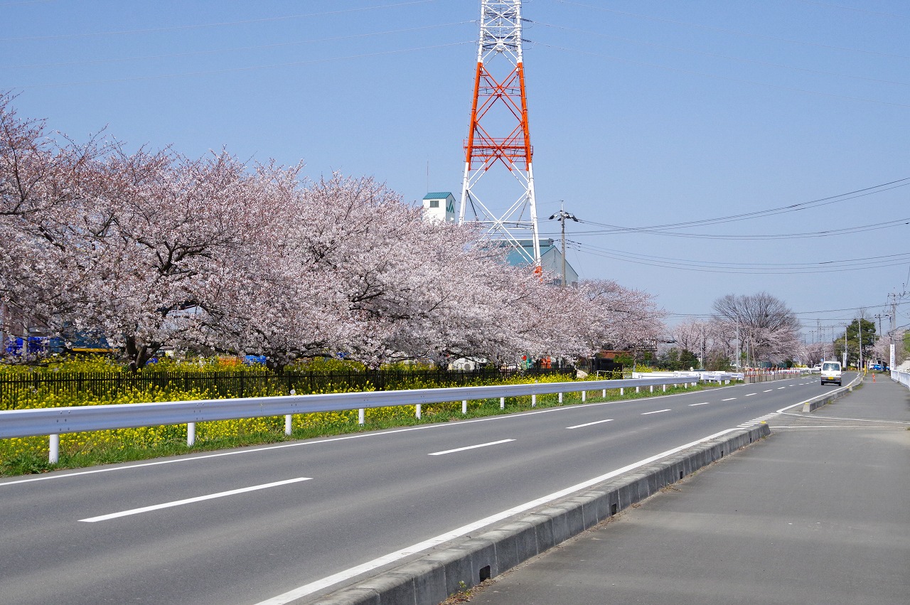 川島町桜巡り