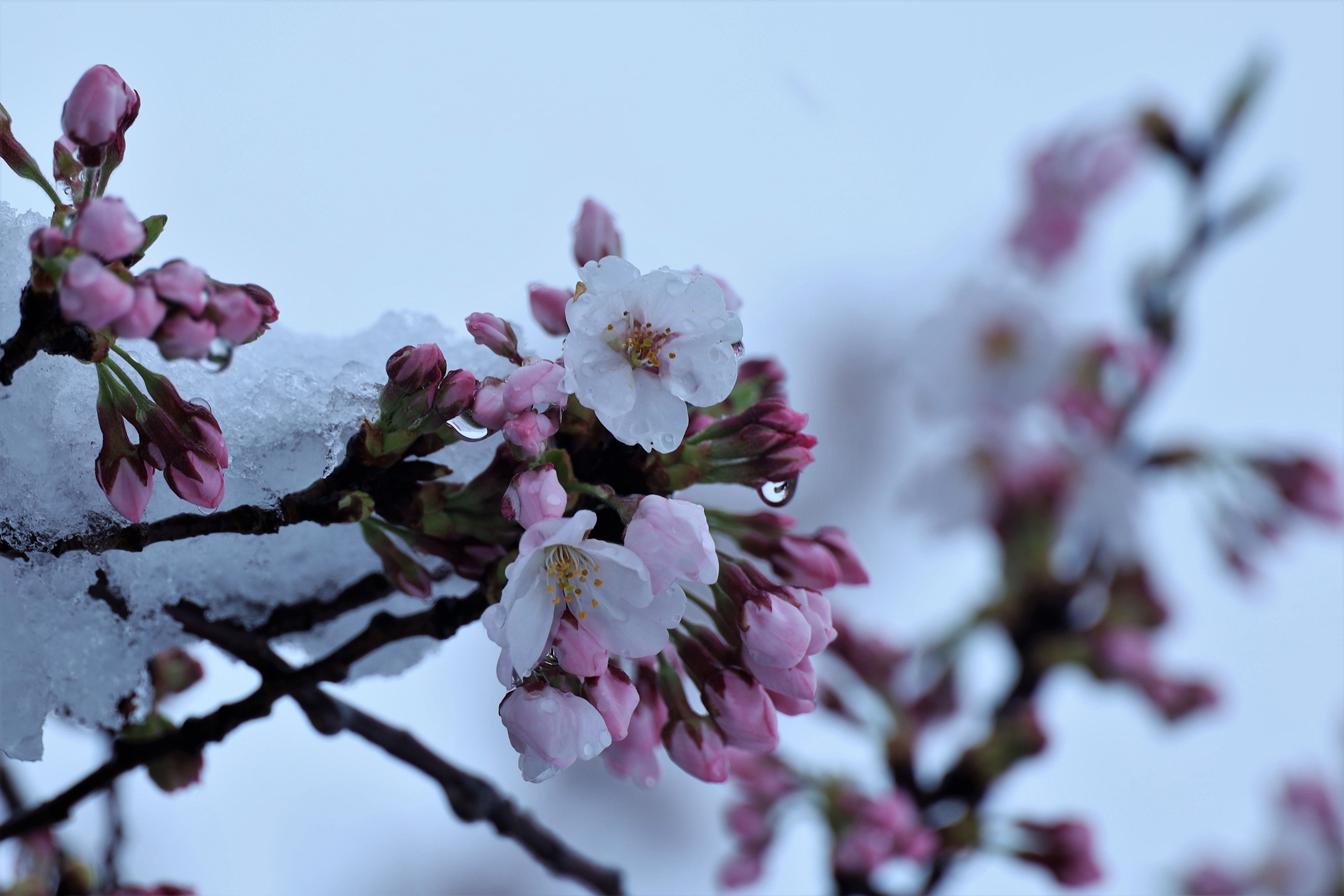 雪景と桜
